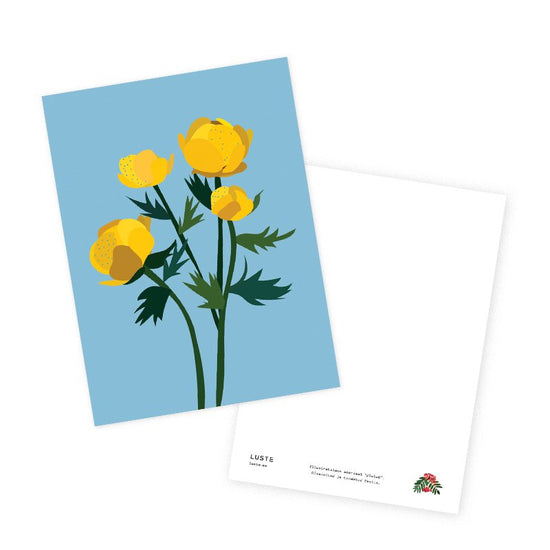 Postcard - Globeflower